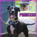 Photo of Princess