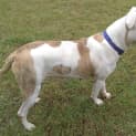 Photo of Pepper