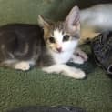 Photo of Willow Kitten