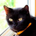 Photo of Coco Chanel