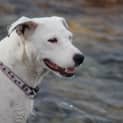 Photo of Belle