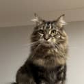 Photo of Narla