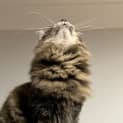 Photo of Narla