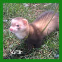 Photo of Various Ferret Kits