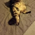 Photo of Arnie Now Mochi
