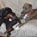 Photo of Bradford *** The Nicest Natured Pup ***