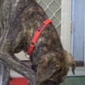 Photo of Bradford *** The Nicest Natured Pup ***