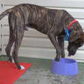 Photo of Bradford *** The Nicest Natured Pup ***