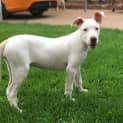 Photo of Snow *On Trial In Her New Home*