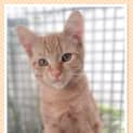 Photo of Picasso @ The Pet House Tuggerah