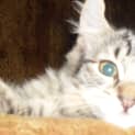 Photo of Little Tempest
