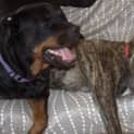 Photo of Bradford *** The Nicest Natured Pup ***