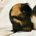 Photo of Toffee And Waffles