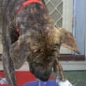 Photo of Bradford *** The Nicest Natured Pup ***
