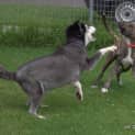 Photo of Bradford *** The Nicest Natured Pup ***