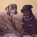 Photo of Bradford *** The Nicest Natured Pup ***