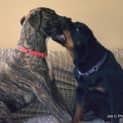 Photo of Bradford *** The Nicest Natured Pup ***
