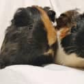 Photo of Toffee And Waffles