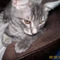 Photo of Grey Puff