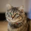 Photo of Arnie Now Mochi