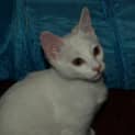 Photo of Curlea Kitten