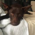 Photo of Boomer **Adopted**