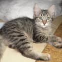 Photo of Little Tempest