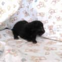 Photo of Marley