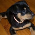 Photo of Roxy 