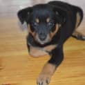 Photo of Roxy 