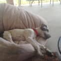 Photo of Sampson