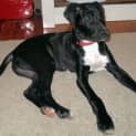 Photo of George ** A Love Bug **