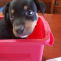 Photo of Jasper