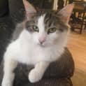 Photo of Kitara