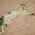 Photo of Pushka ** I'm Just $25! **