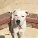 Photo of Winnie (Dog Friendly)