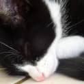 Photo of Kingsley
