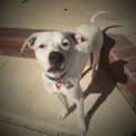 Photo of Winnie (Dog Friendly)