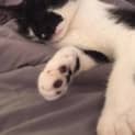 Photo of Milo