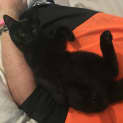 Photo of Neville (Ready To Go!)