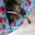 Photo of Skittles @ The Pet House, Tuggerah