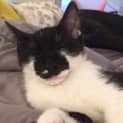 Photo of Milo
