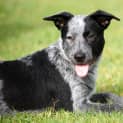 Photo of Paddy ~ On Trial 30/4/16