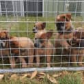 Photo of Adoption Interest Cattle Dog Pups 