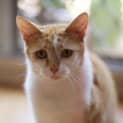 Photo of Candy ($25 Adoption Fee)