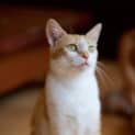 Photo of Candy ($25 Adoption Fee)
