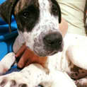 Photo of Sampson
