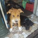 Photo of Phoenix (Child/Dog Exposure)