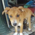 Photo of Phoenix (Child/Dog Exposure)