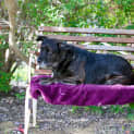 Photo of Kimba Dl472